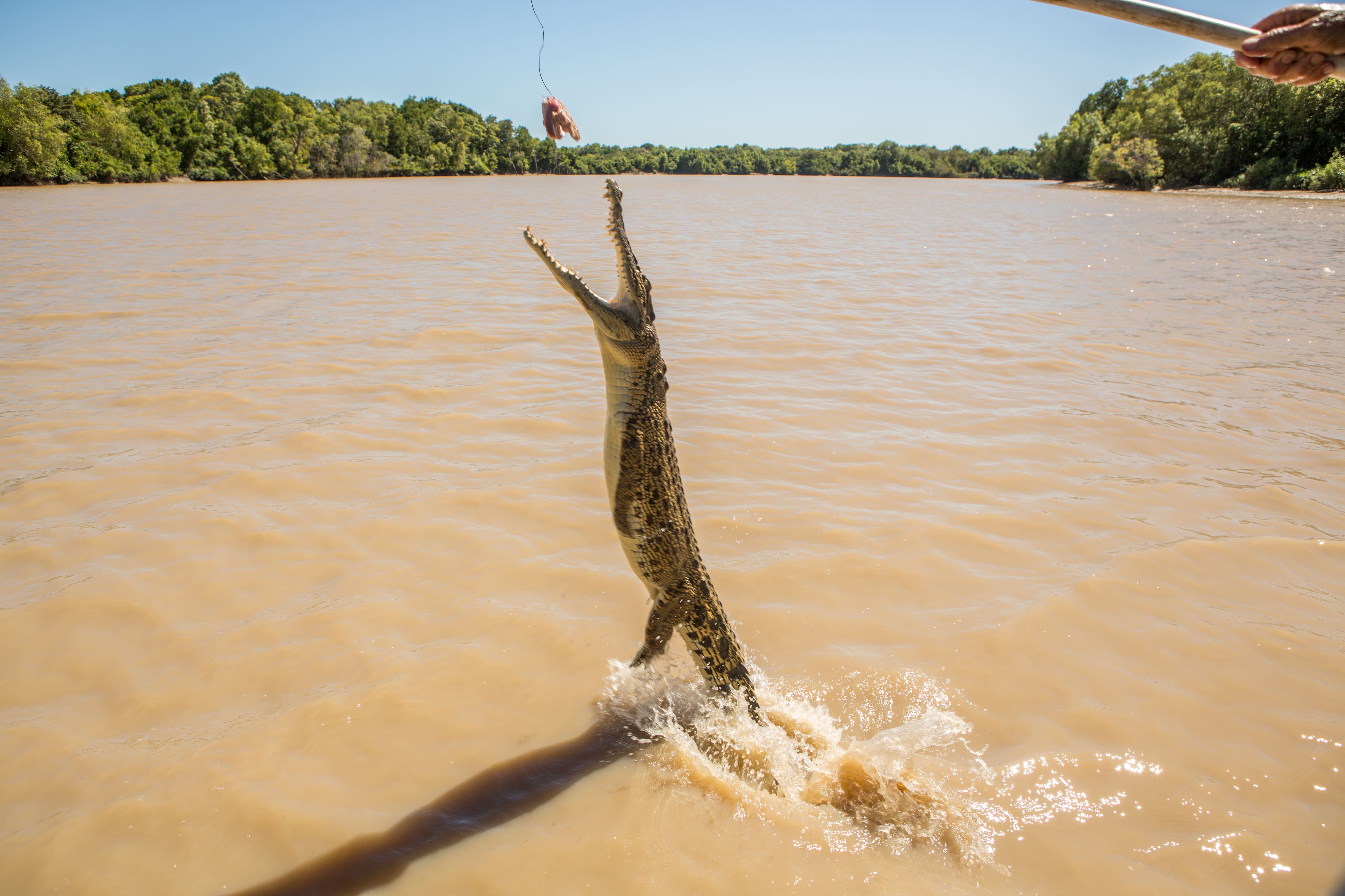 Feed a crocodile when you move from Adelaide to Darwin with Richard Mitchell Removalists