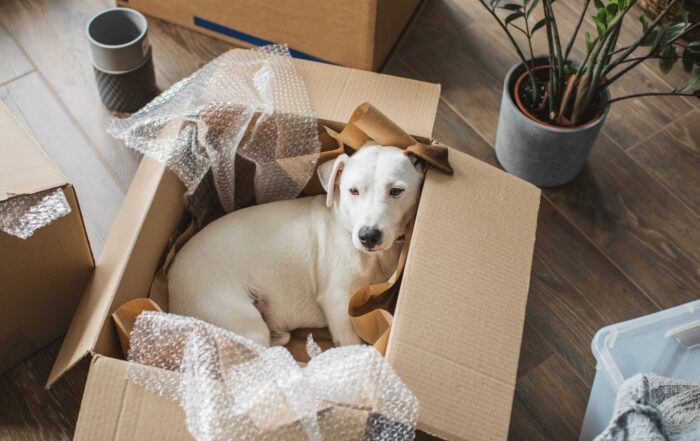 Moving with Pets Interstate from Adelaide